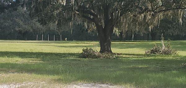 Golf course with 2 feet high weeds and large cut tree branches