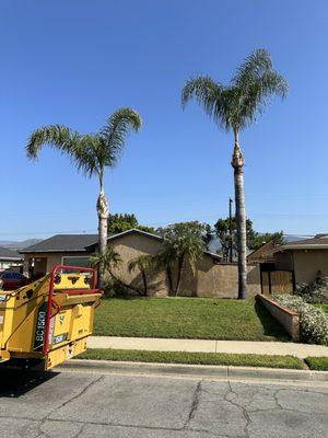 Distinctive Tree Service