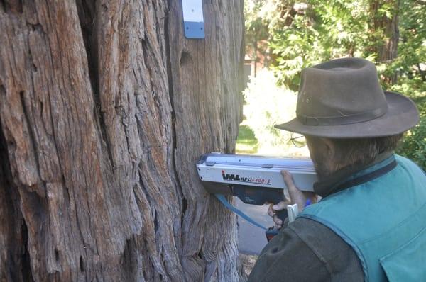 Ray doing a resistograph test on an old growth incense cedar (Calocedrus decurrens) in Tahoe.