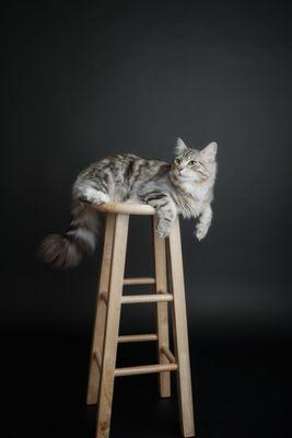 Quivive Siberian Forest Cats