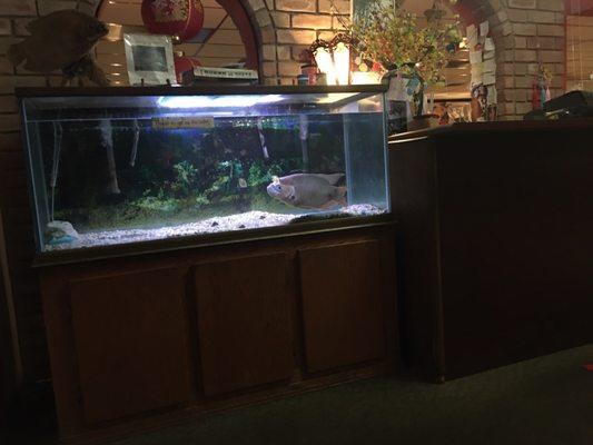 Fish tank & desk