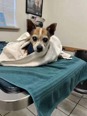 Mission Valley Veterinary Clinic