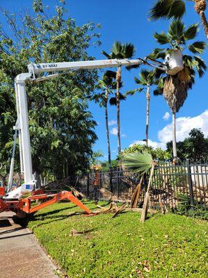 Island Ohana Tree & Landscaping Services