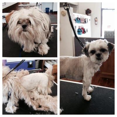 Dog grooming before and after