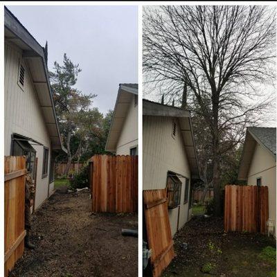 Tree removal done by All Green Tree Service before and after picture