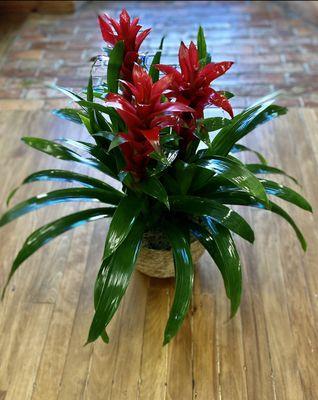 Bromeliads.!
#winterpastflowers #plants # gifts