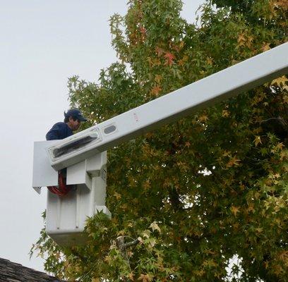 Excellent crew, each time Marin Tree Service visits.