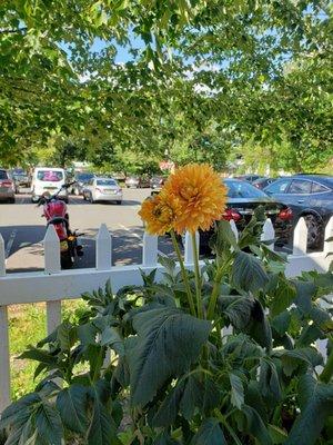 Outside eating area has pretty flowers and nice shade