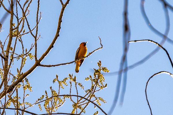 Colorful bird