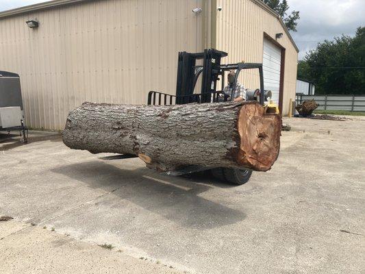 Large Pecan log waiting to be milled.