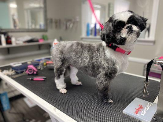 Shaggy Chic Pet Grooming