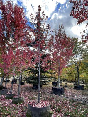 Fall Season! @ Plant Oregon.