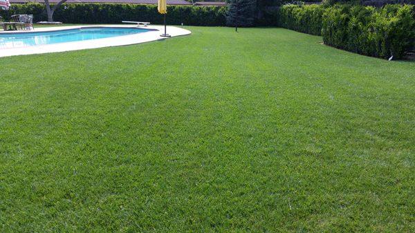 Is there anything better than a pool surrounding by a large lawn. Upland.