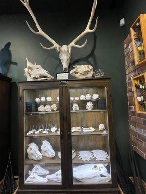 Bones and collectibles