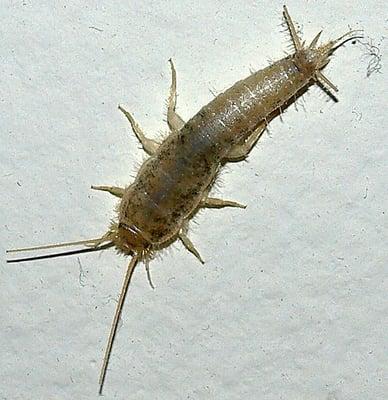 Rhode Island Silverfish Control Services.