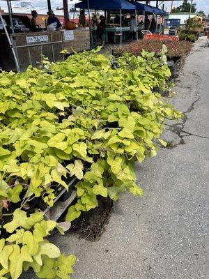 Additional garden area including watermelons, cucumbers, tomatoes and the sweet potato plant seen in the foreground