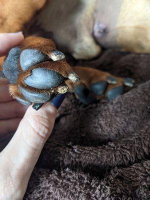 Dog's nails cut way to short