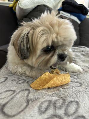 My dog Gizmo, loves their tortilla chips!