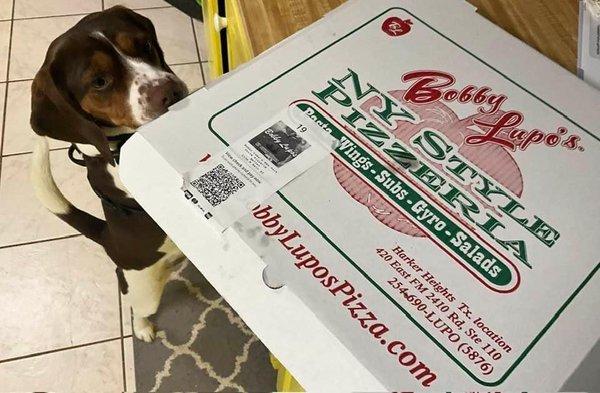 Our Beagle gets so excited for Lupo's pizza!