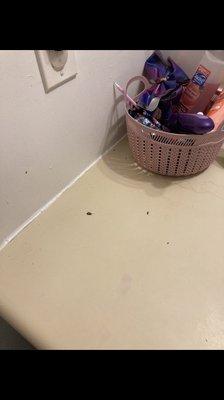 Roaches inside the bathroom.