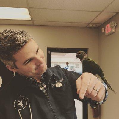 Dr. Tim Guild looking at a parakeet that was at Animal Hospital Maple Orchard for an injured leg.