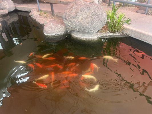 Fish pond