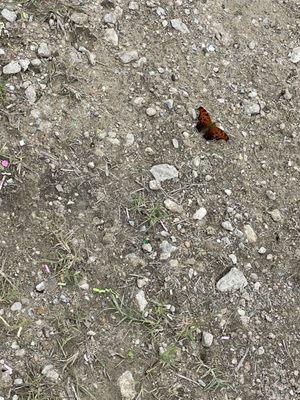 Butterflies along your trail