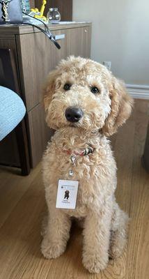 Meet Harley, the therapy dog at the Rehabilitation Center on Pico