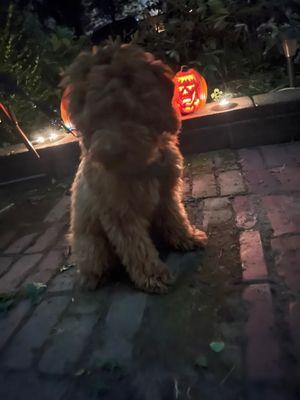 He took our little Guy to a pumpkin craving