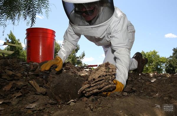 A vector control aide removes a portion of an underground yellowjacket nest.