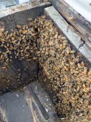 Bees Erin and Sean gently vacuumed for relocation after the hive was removed.