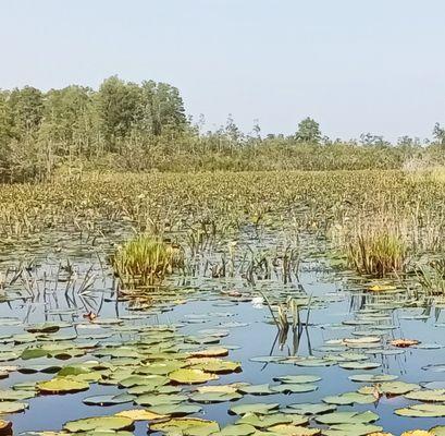 Okefenokee National Wildlife Refuge