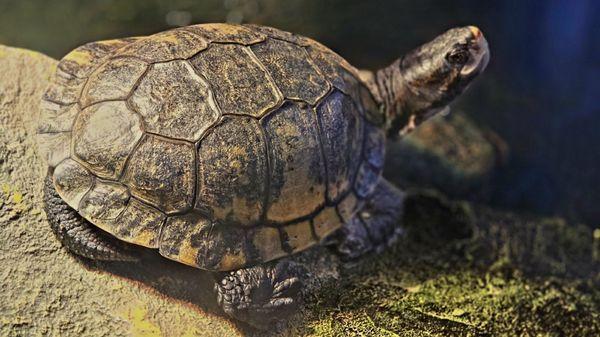 gift shop's oldest resident