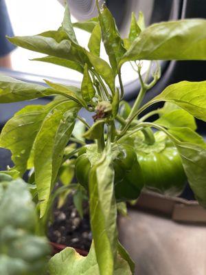 Pepper plant  and 2 rhubarb