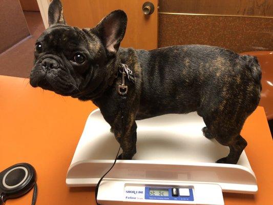 My dog on their scale