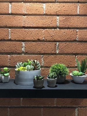 Succulents on wall shelf