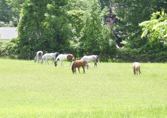 Horses in ten acre pasture