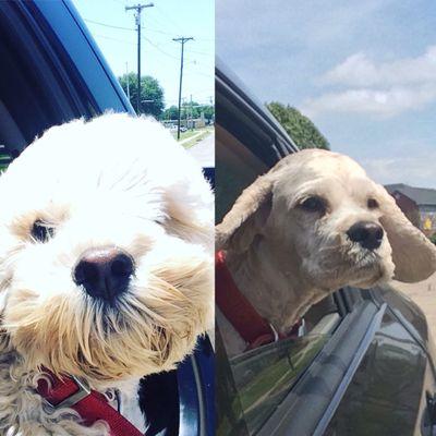 before and after!! He can actually See the world now!!