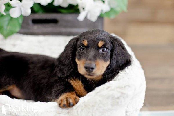 Dachshund