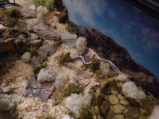 Kenyan Sand Boa