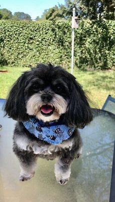 #shihpoojax