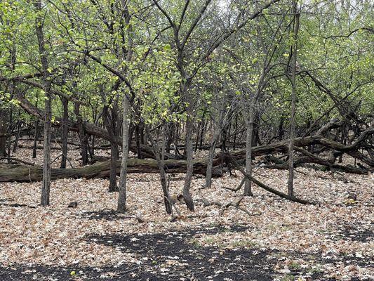 Robinson Woods Indian Burial Ground