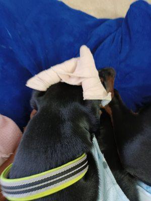 just didn't have time to do it, was charged $70 does not do a good job, I am afraid to take this tape and see my dobies ear ruined.