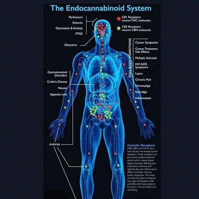 We are all cannibinoid deficient