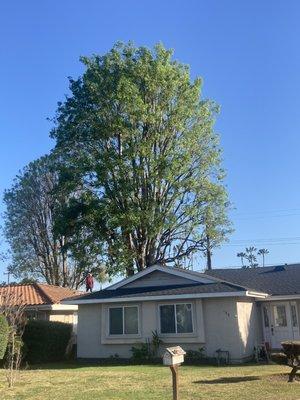 Tree trimming