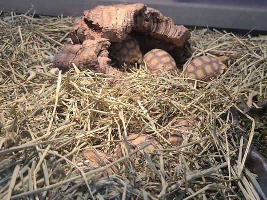 Tortoises