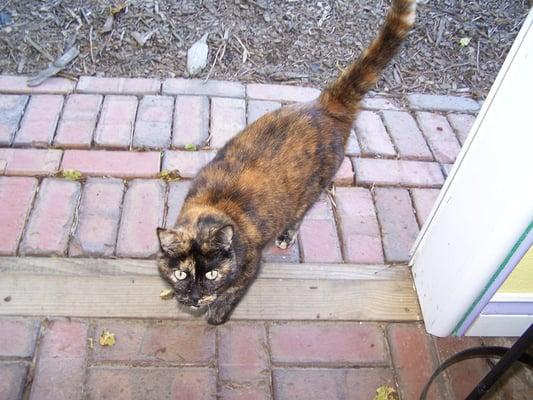 Trixie, one of our 4 rescues.  She loves to help me garden and bead.