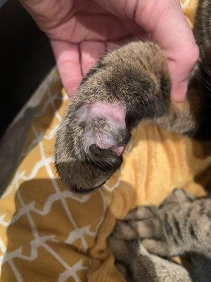 The affected paw