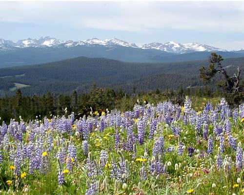 Big Horn Mountains