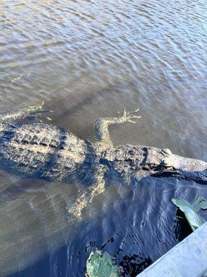 Up and personal with a Gator